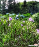 探索紫花翠芦莉的神秘之美 紫花翠芦莉的花语及象征意义