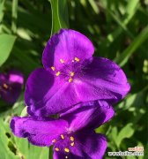 揭秘紫露草的神秘花语及丰富寓意 紫露草的花语和寓意