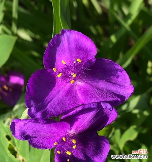 揭秘紫露草的神秘花语及丰富寓意 紫露草的花语和寓意