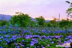 探秘花的花语及其象征的内涵 花的花语——傲然绽放的自由之美