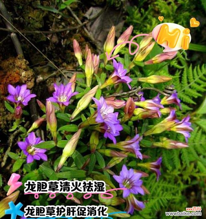 龙胆花的象征和寓意是什么？