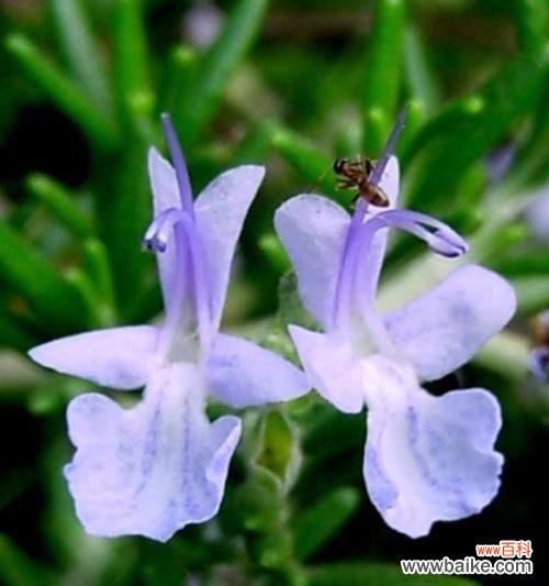 龙胆花的象征和寓意是什么？