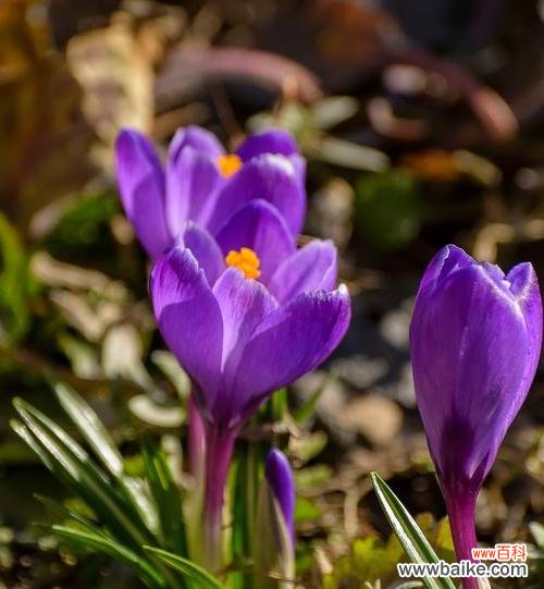 龙胆花的象征和寓意是什么？