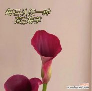 哪些花语适合送给朋友？