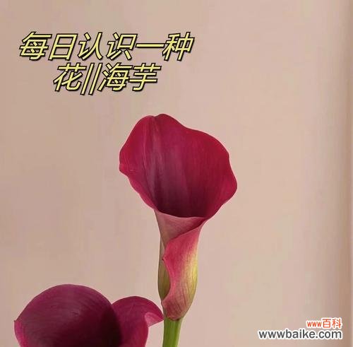 哪些花语适合送给朋友？