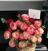 美德宝玫瑰的花语有哪些？送人时应如何表达？