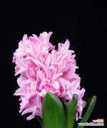 藕荷色风信子的花语有何含义？