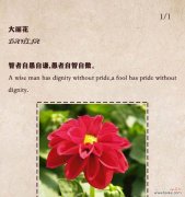 多么好的花语啊什么意思？花语表达的深层含义是什么？