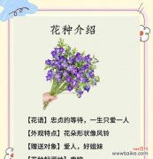 风铃夜灯花语象征什么？这种花有哪些特别含义？