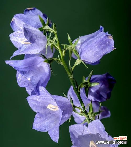 风铃夜灯花语象征什么？这种花有哪些特别含义？