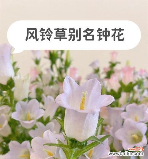 风铃夜灯花语象征什么？这种花有哪些特别含义？