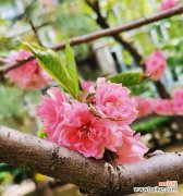 闪烁在花语中代表什么？花语闪烁的含义是什么？