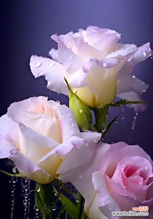 闪烁在花语中代表什么？花语闪烁的含义是什么？