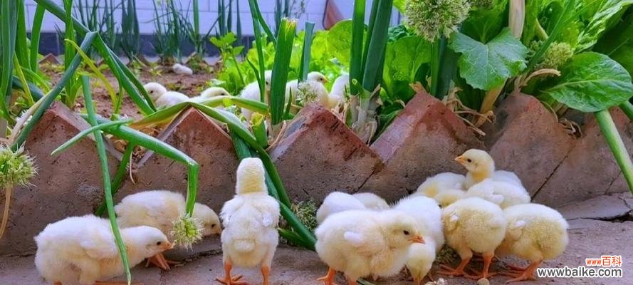 养鸡养鸭与花语有何关联?