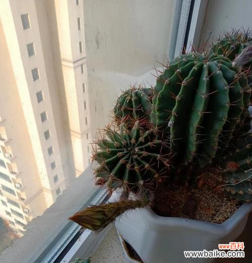 仙人球的花语是什么？它象征着什么？