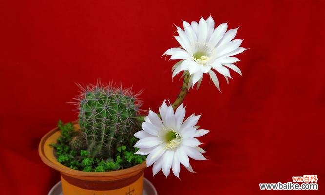 仙人球的花语是什么？它象征着什么？