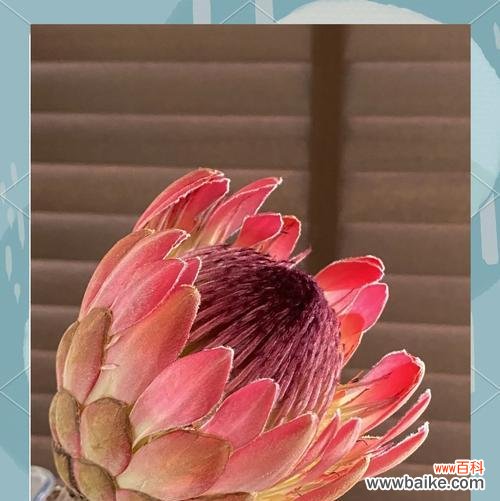 给公主的花语有哪些？它们各自代表了什么意义？