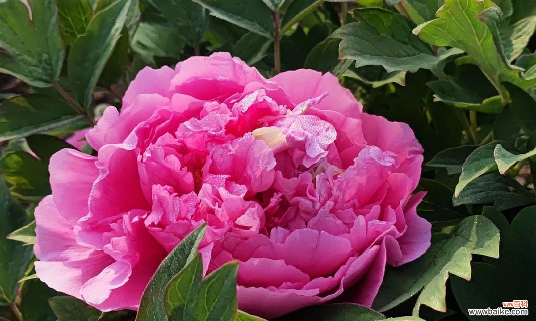 哪种花代表思慕之情？它的花语有何深意？