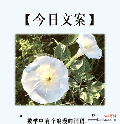 哪种花代表思慕之情？它的花语有何深意？