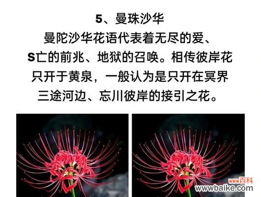 哪种花代表思慕之情？它的花语有何深意？