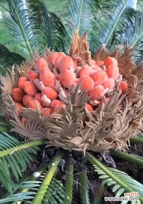 迎接希望的到来,重塑生命的力量 铁树开花——奇迹的降临