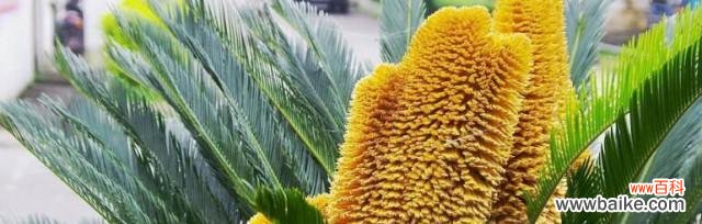 迎接希望的到来,重塑生命的力量 铁树开花——奇迹的降临