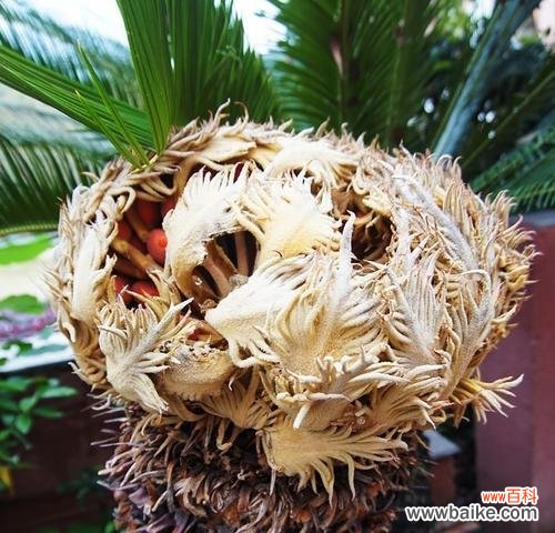 迎接希望的到来,重塑生命的力量 铁树开花——奇迹的降临