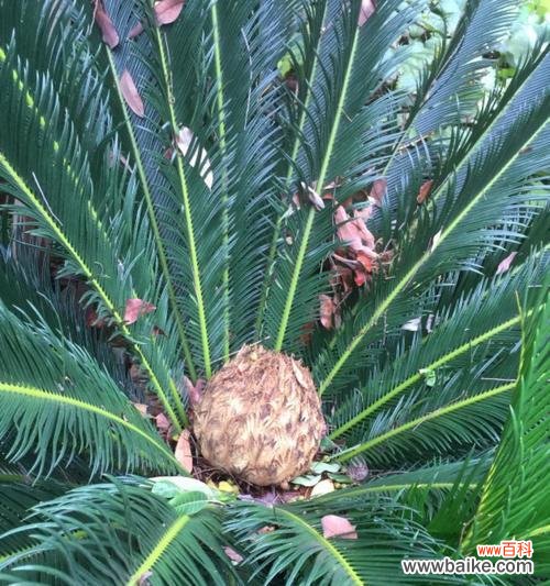 梦想成真的象征，勇气与努力的结晶 以铁树开花