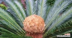 梦想成真的象征，勇气与努力的结晶 以铁树开花