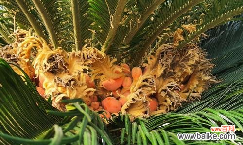 梦想成真的象征，勇气与努力的结晶 以铁树开花