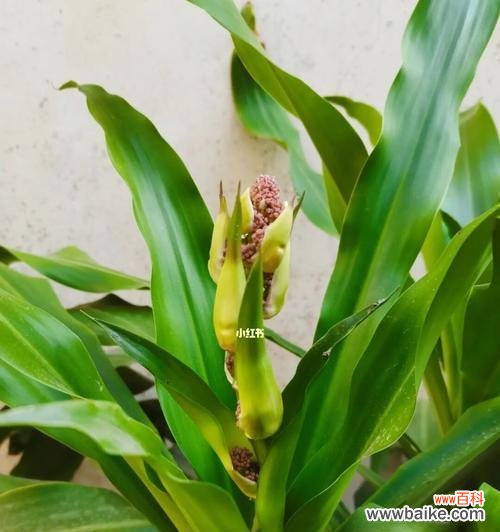 思考生命的边界，追寻自然的奥秘 《以铁树会开花吗？——探寻生命奇迹的可能性》