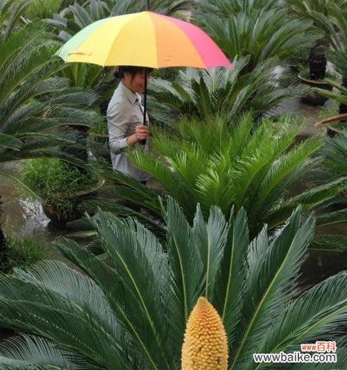 思考生命的边界，追寻自然的奥秘 《以铁树会开花吗？——探寻生命奇迹的可能性》