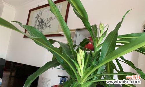 探寻铁树的神秘力量 铁树的象征意义是什么?