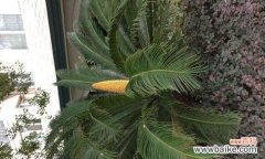 探寻铁树的神秘力量 铁树的象征意义是什么？