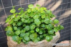 探索铜钱草的花语与开花秘密 铜钱草开花之谜