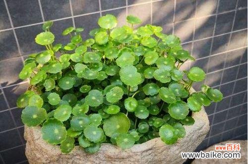 探索铜钱草的花语与开花秘密 铜钱草开花之谜