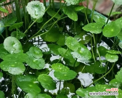 探寻铜钱草的象征意义和适应环境的秘密 铜钱草的寓意与生长特性