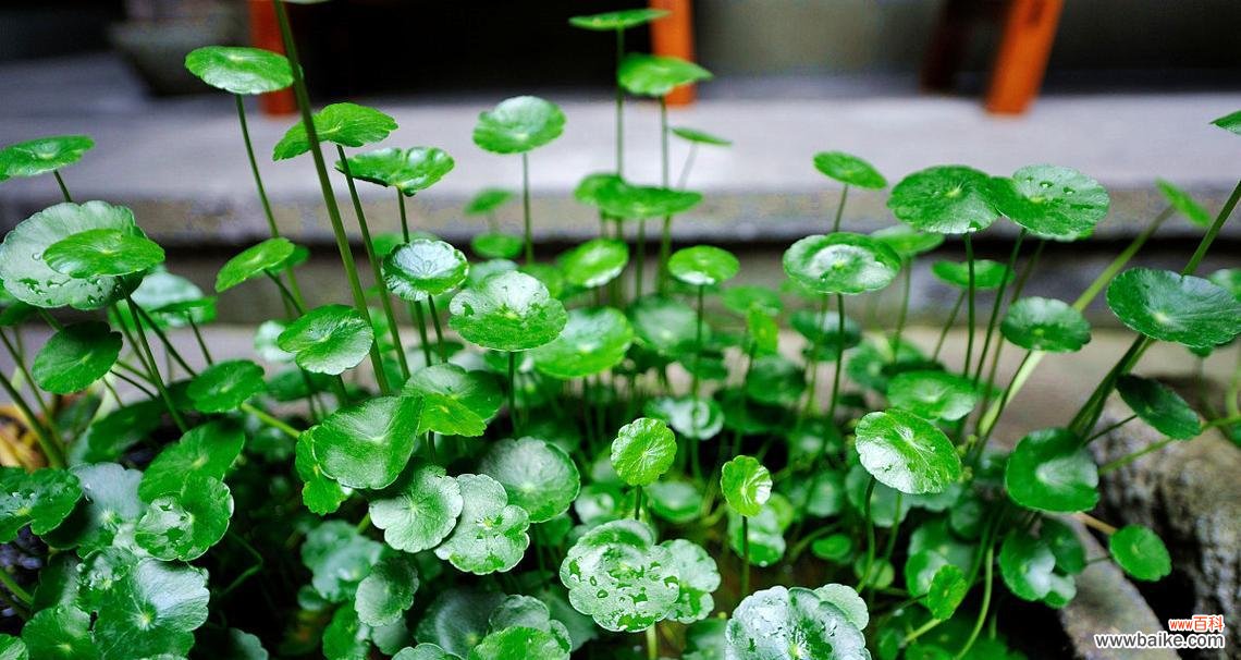 探寻铜钱草的象征意义和适应环境的秘密 铜钱草的寓意与生长特性