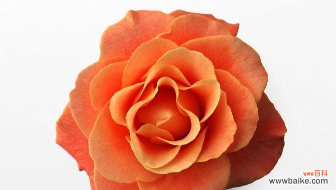 打造美丽庭院的关键-花木修剪 庭院花木修剪的重要性与好处