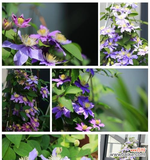 探寻铁线莲的生命哲学 铁线莲的寓意与象征意义