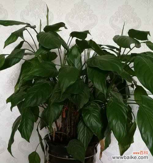 探寻万年青花开的寓意与美 万年青花开的深意