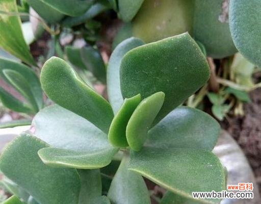 探寻万年青花开的寓意与美 万年青花开的深意