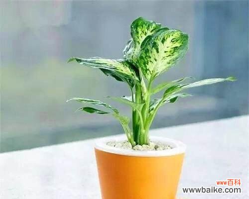 探寻万年青花开的寓意与美 万年青花开的深意