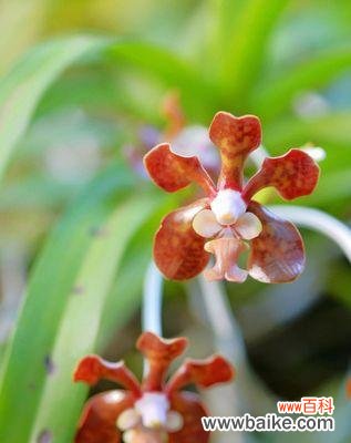 用花语解读万代兰,洞察内涵世界 以万代兰的花语及含义