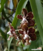 用花语解读万代兰，洞察内涵世界 以万代兰的花语及含义