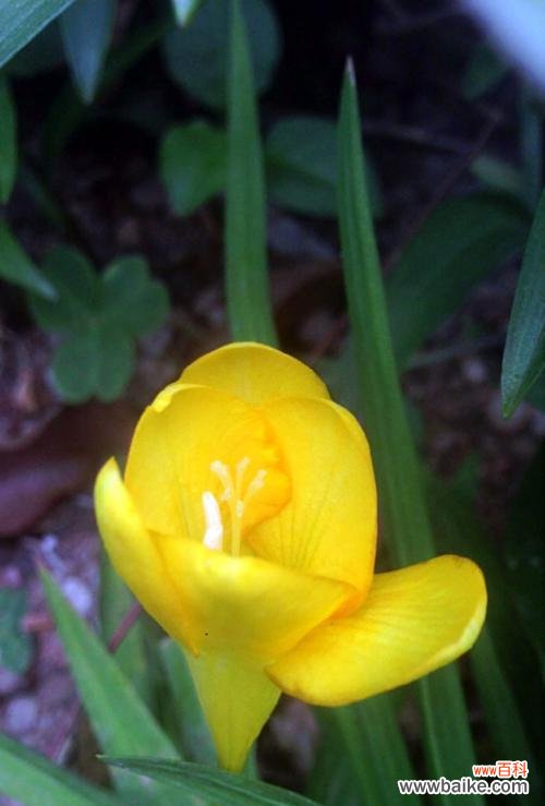 追忆传承百年的芬芳与美丽 晚香玉之花语与传说