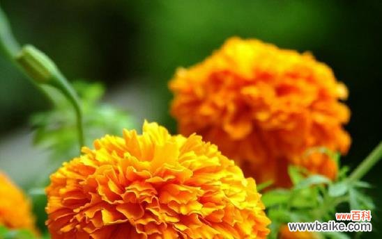 传说中的万寿菊,寄托祝福的花海 万寿菊