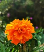 传说中的万寿菊，寄托祝福的花海 万寿菊