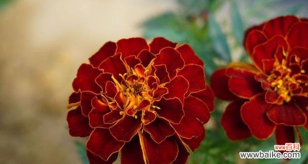 传说中的万寿菊,寄托祝福的花海 万寿菊