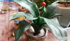 揭示万年青开花所代表的吉祥与希望 万年青开花的寓意与象征